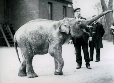 Een baby Aziatische Olifant heft zijn slurf op naar een verzorger terwijl andere verzorgers toekijken door Frederick William Bond